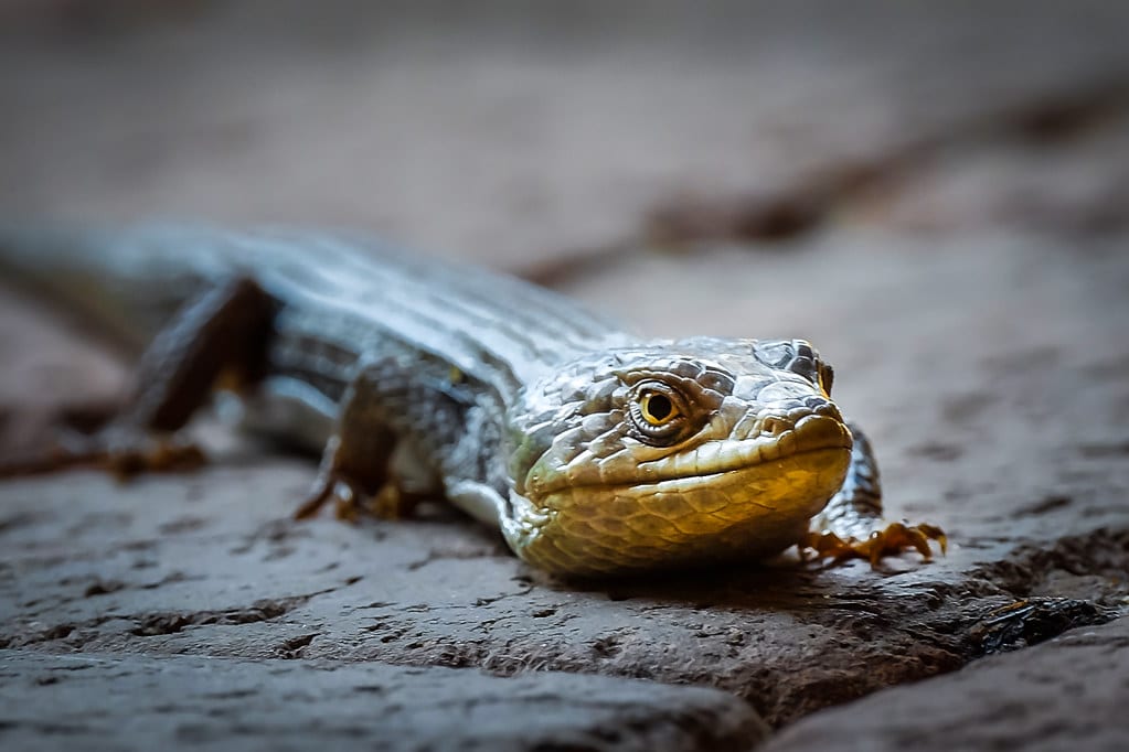 Southern Alligator Lizard