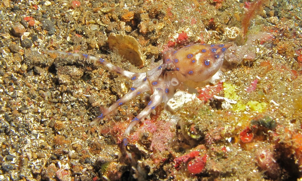 Southern Blue-Ringed Octopus