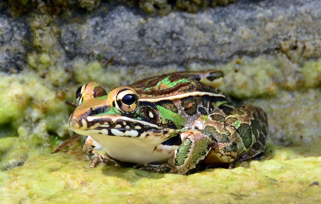 Southern Leopard Frog