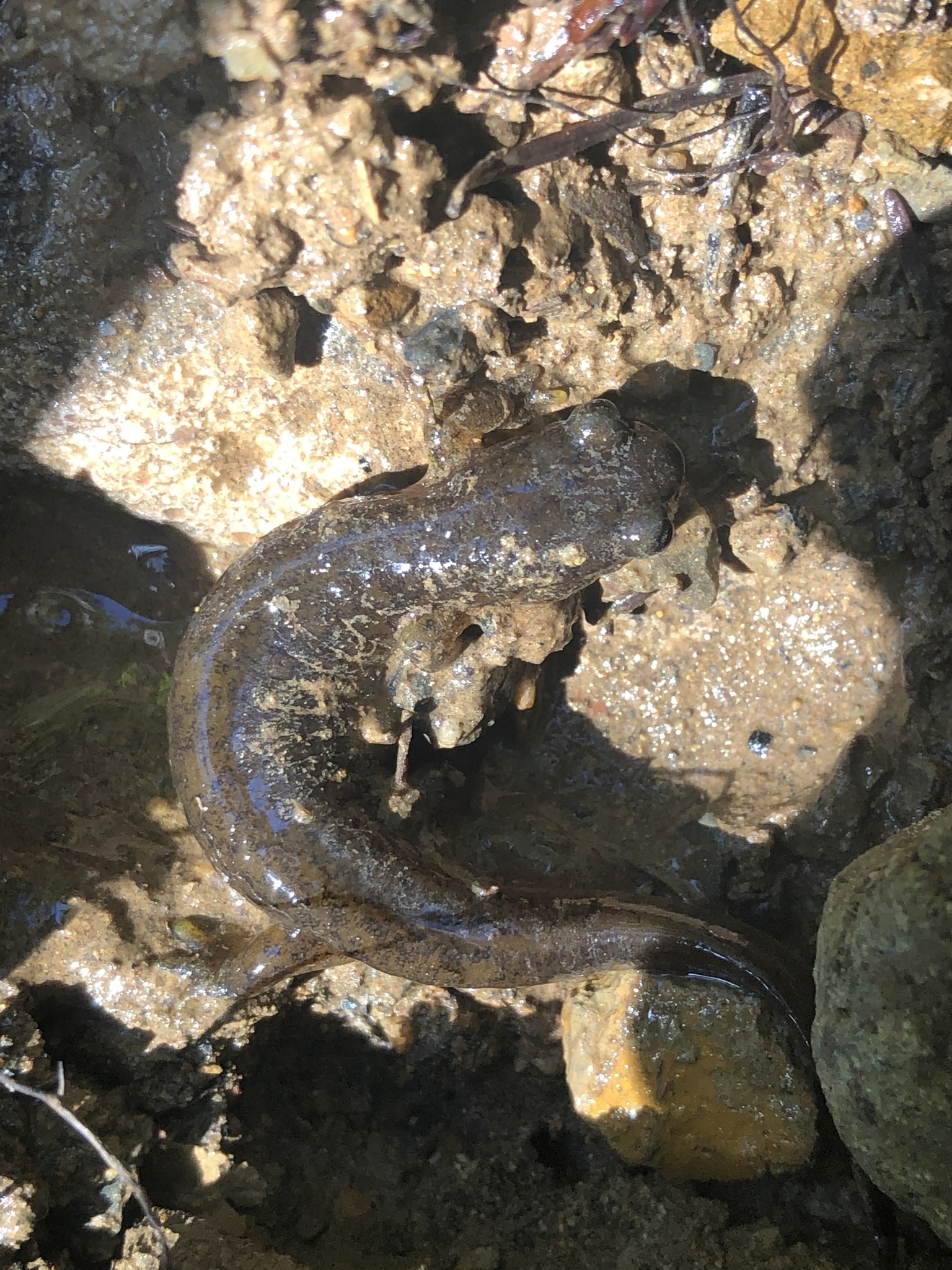 Southern Torrent Salamander