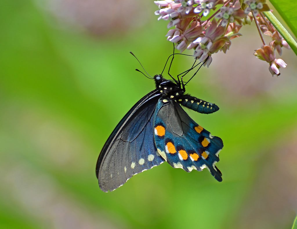 Spicebush Swallowtail