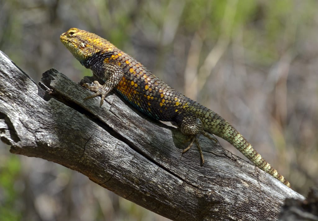 Spiny Lizard