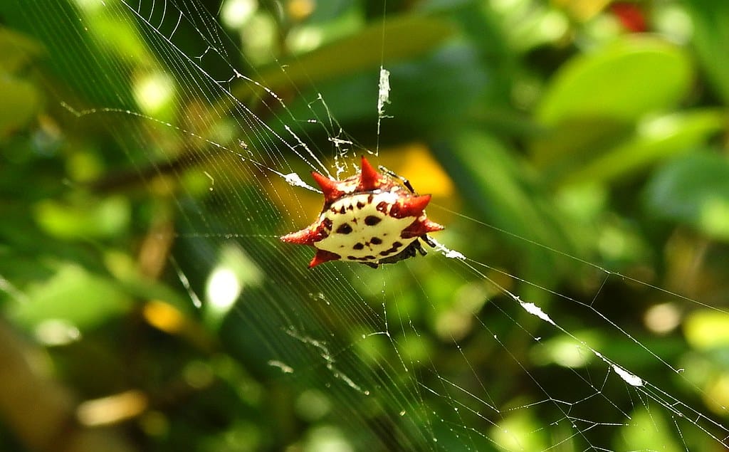 Spinybacked Orb Weaver Spider