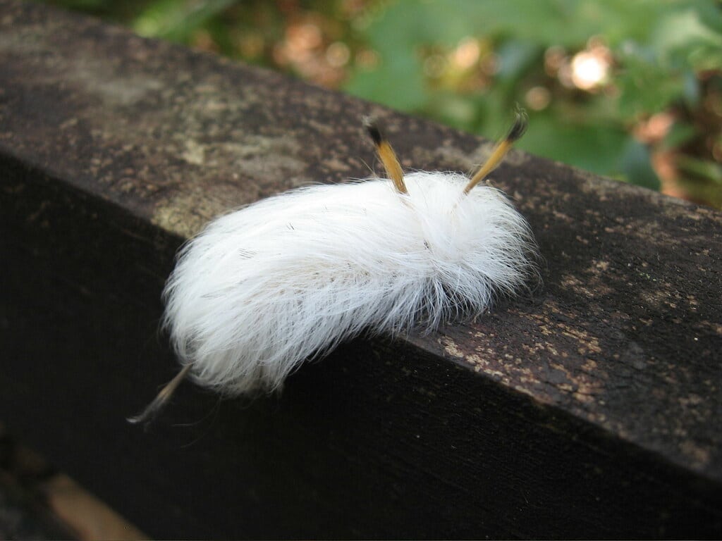 Spotted Apatelodes Caterpillar