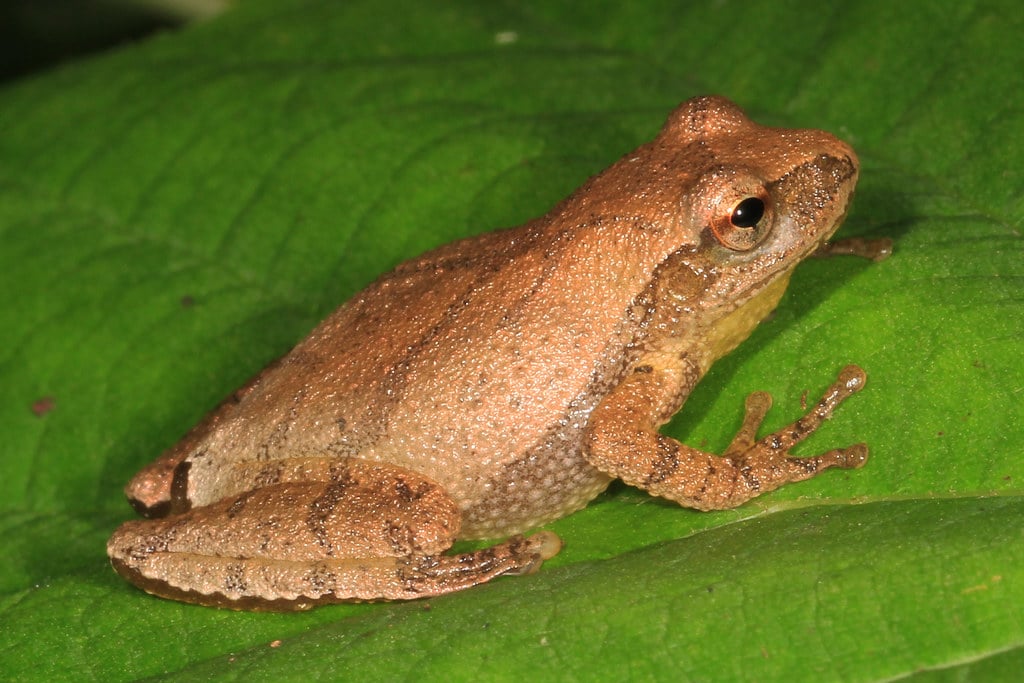 Spring Peeper