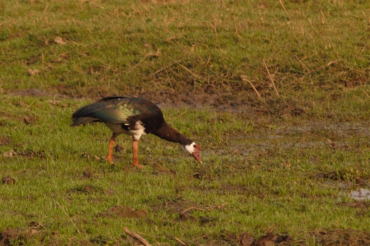 Spur-winged Goose