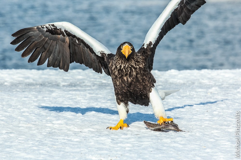Steller's Sea Eagle