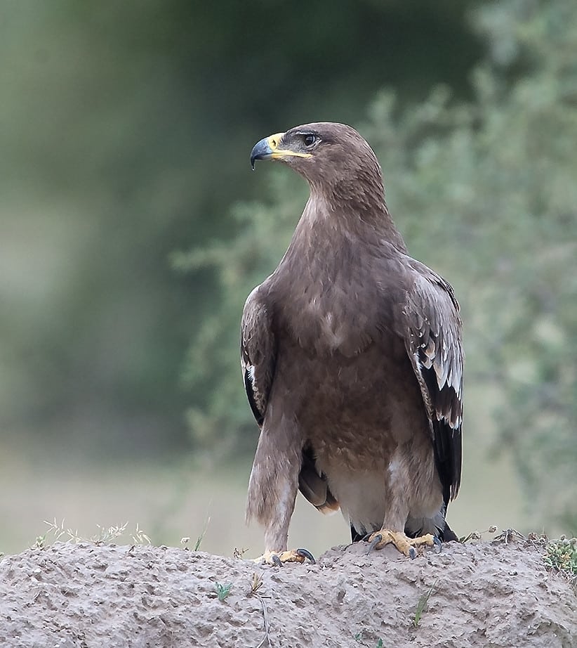 Steppe Eagle
