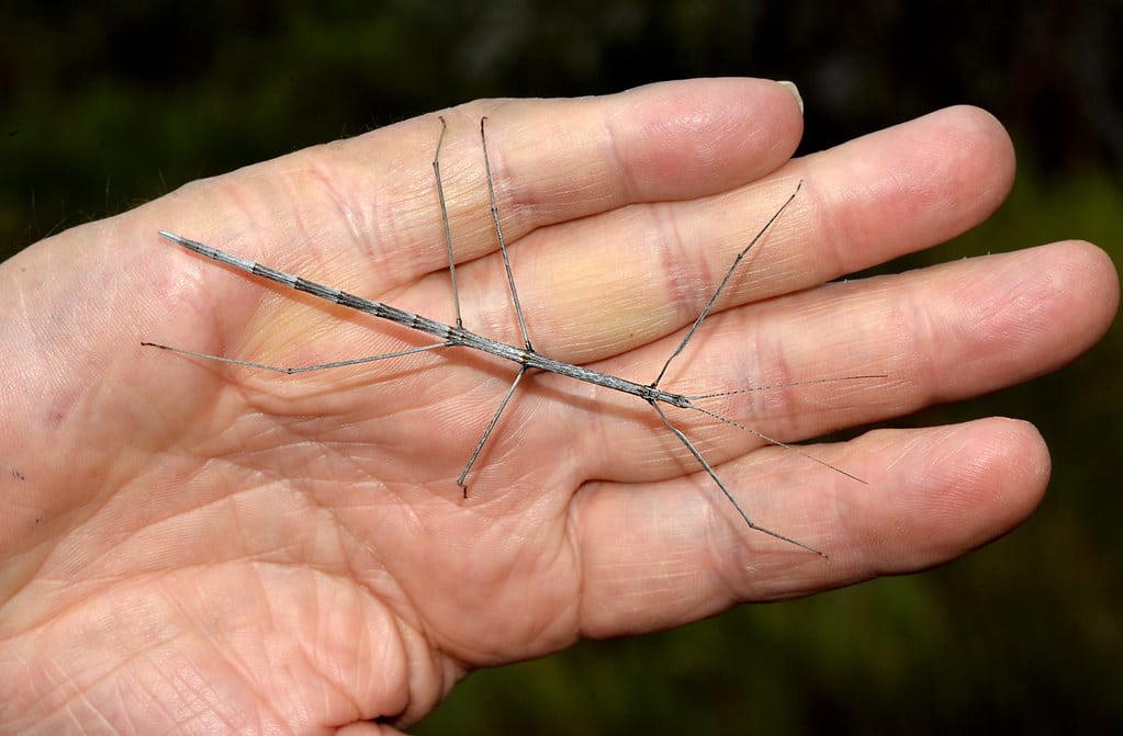 Stick Insects