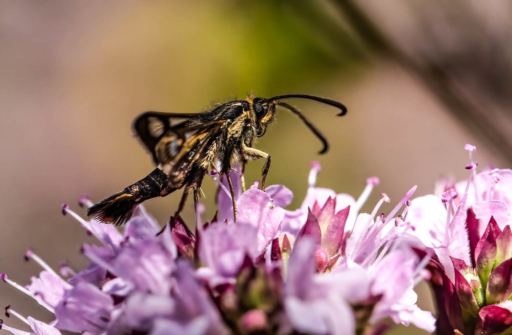 Strawberry Crown Moth