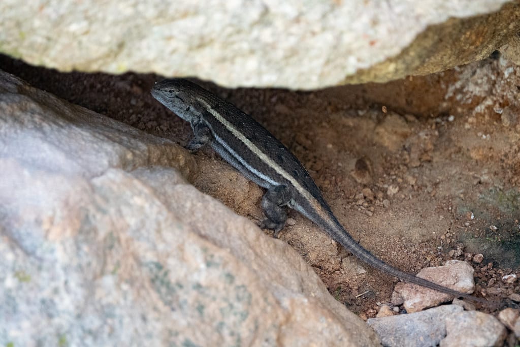 Striped Plateau Lizard