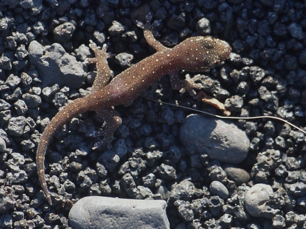 Stump-Toed Gecko