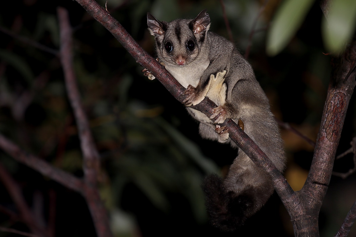 Sugar Glider