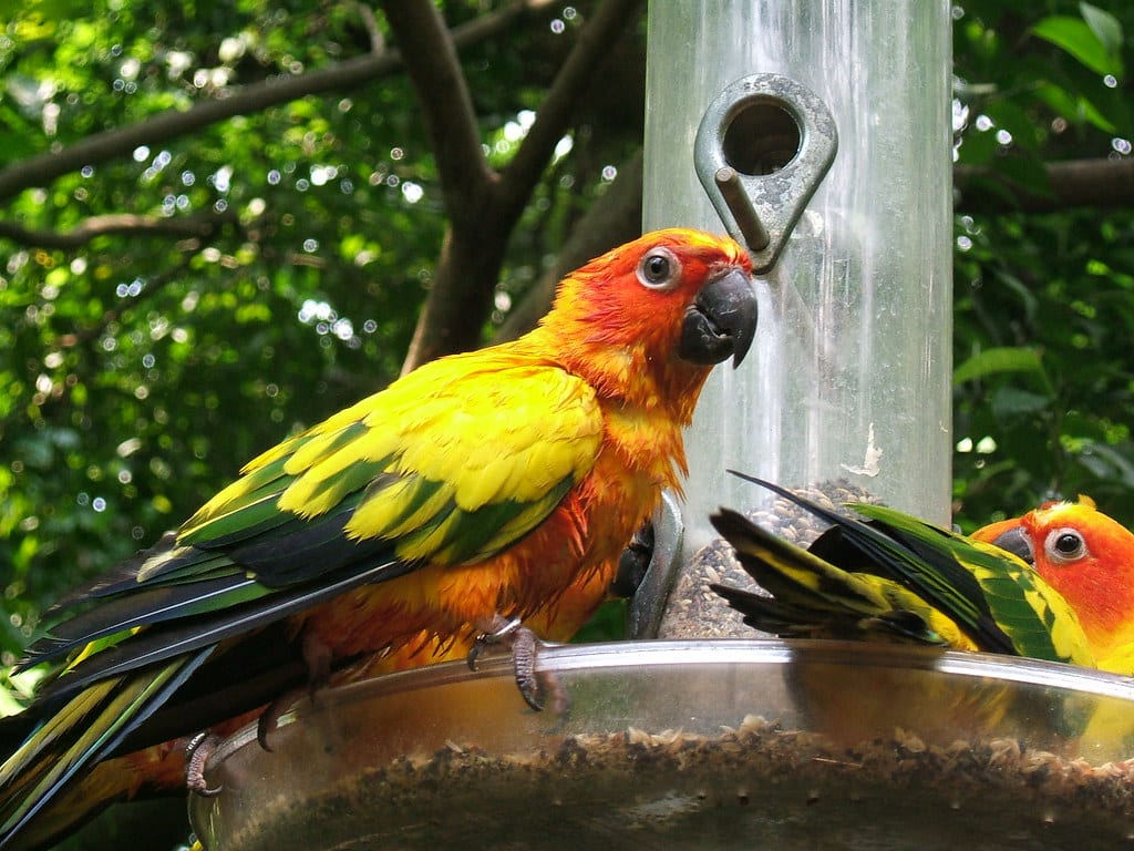 Sun Conure