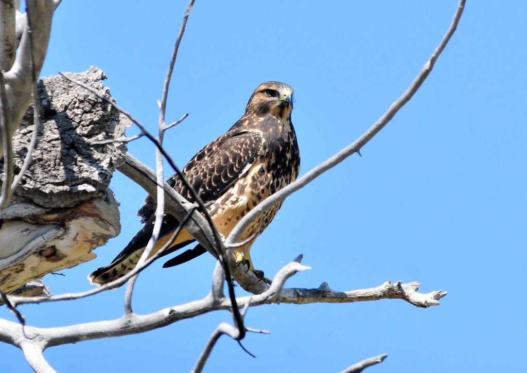 Swainson's Hawk