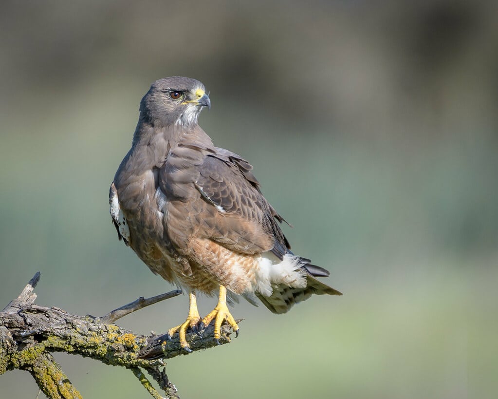 Swainson’s Hawk