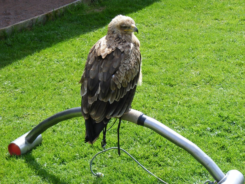 Tawny Eagle