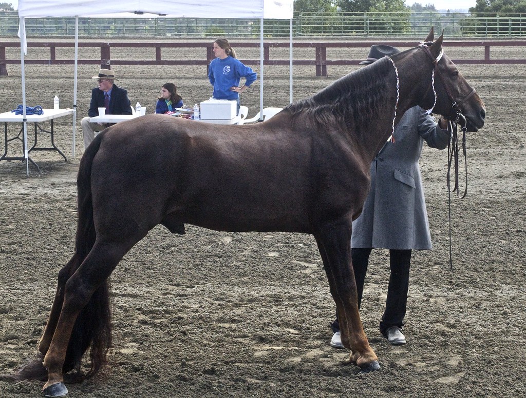 Tennessee Walking Horse