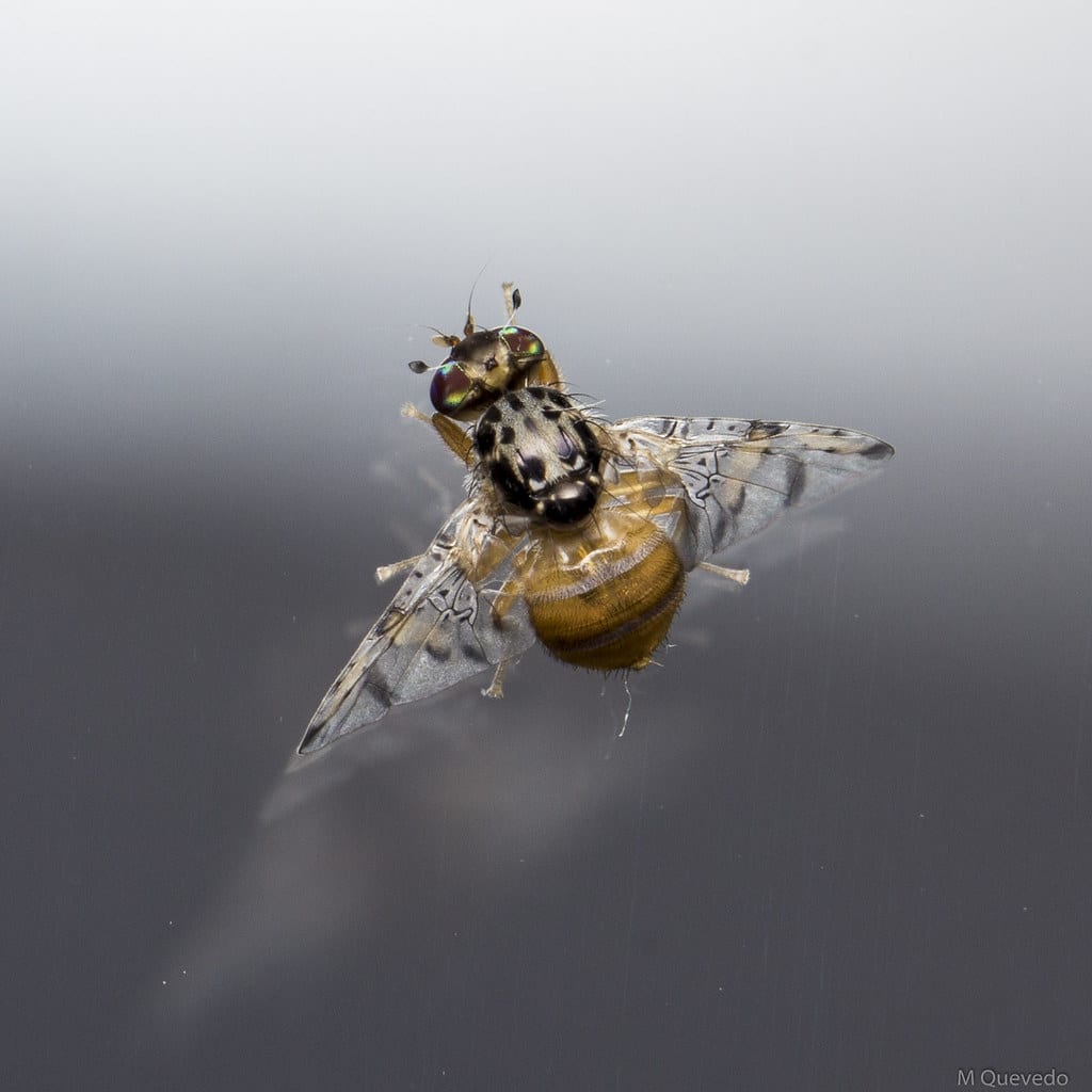 Tephritid Fruit Fly