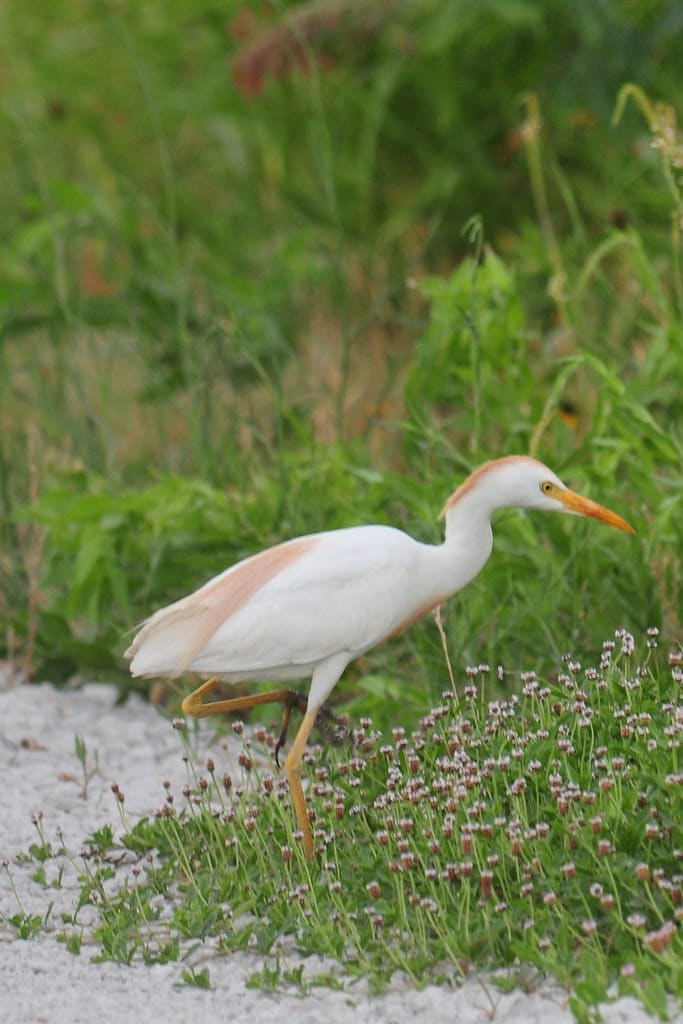 Texas Cattle Egret
