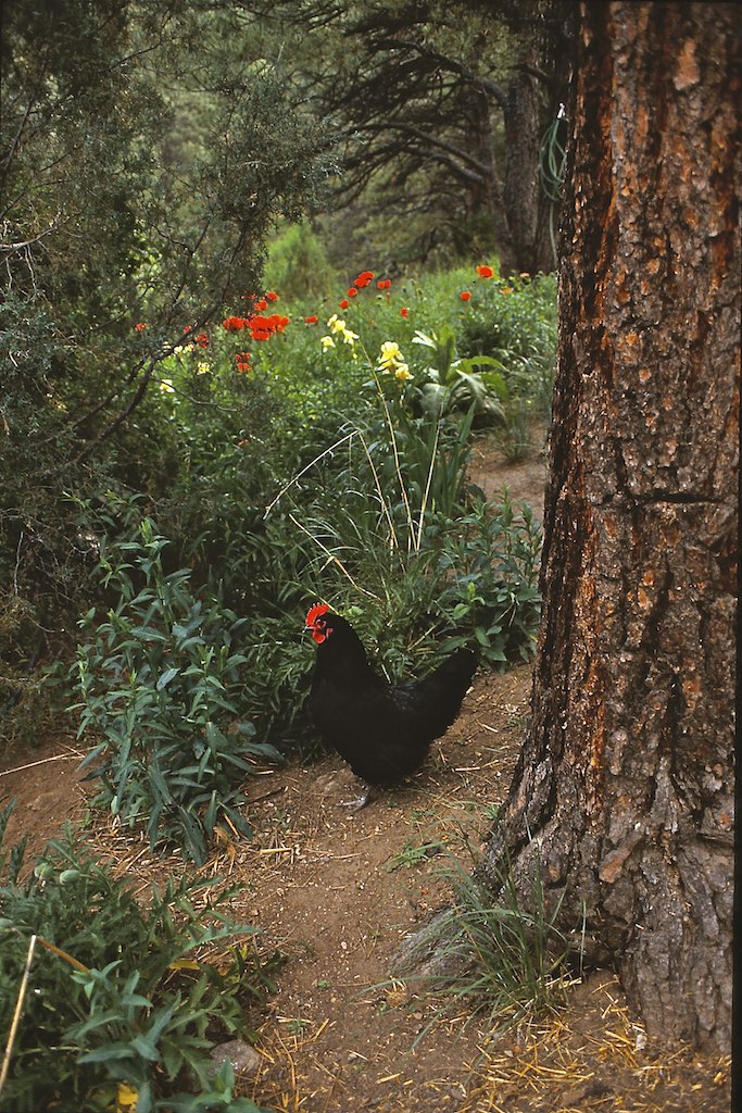 The Australorp Common Chicken Breeds