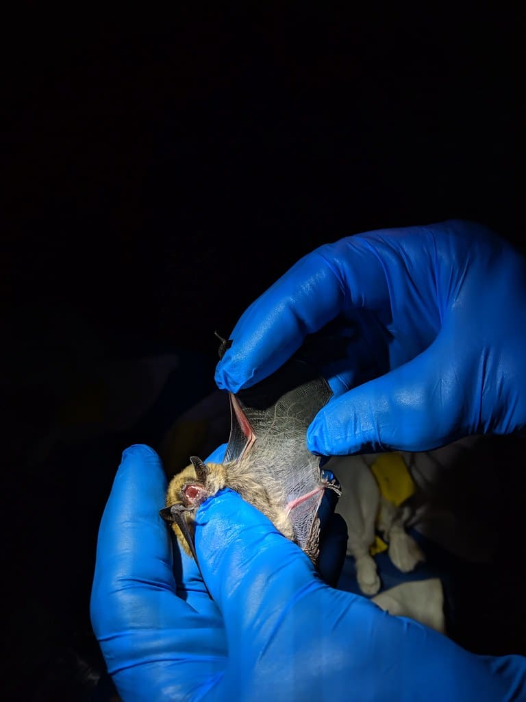 Fringed Myotis