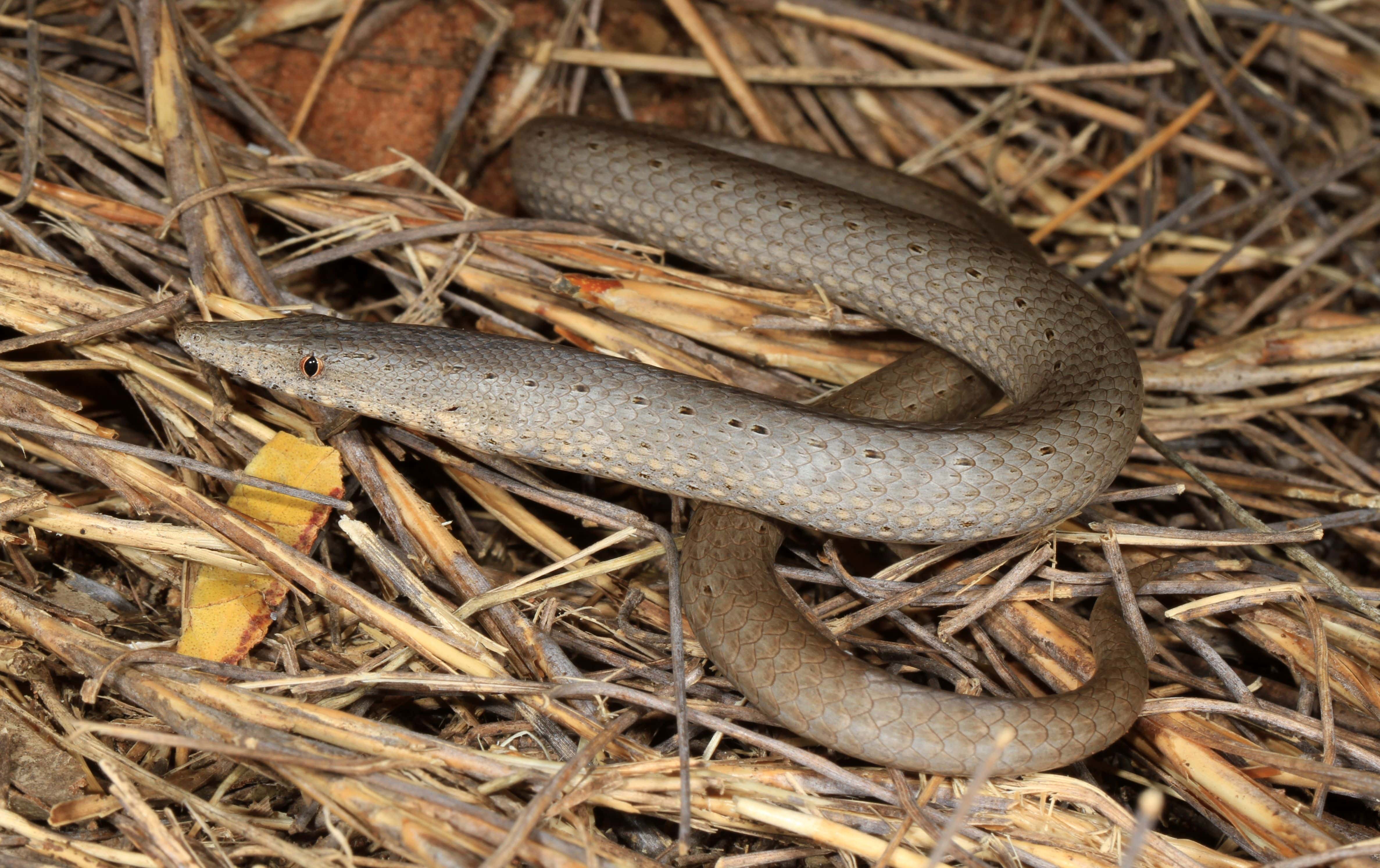 The Legless Lizard