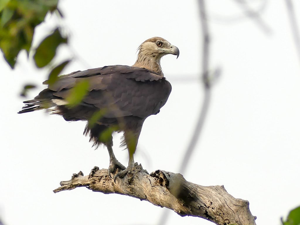 The Pallas's Fish Eagle