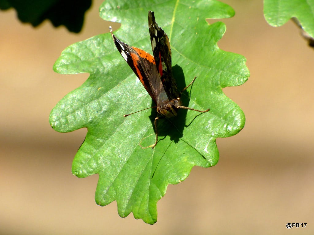 The Red Admiral