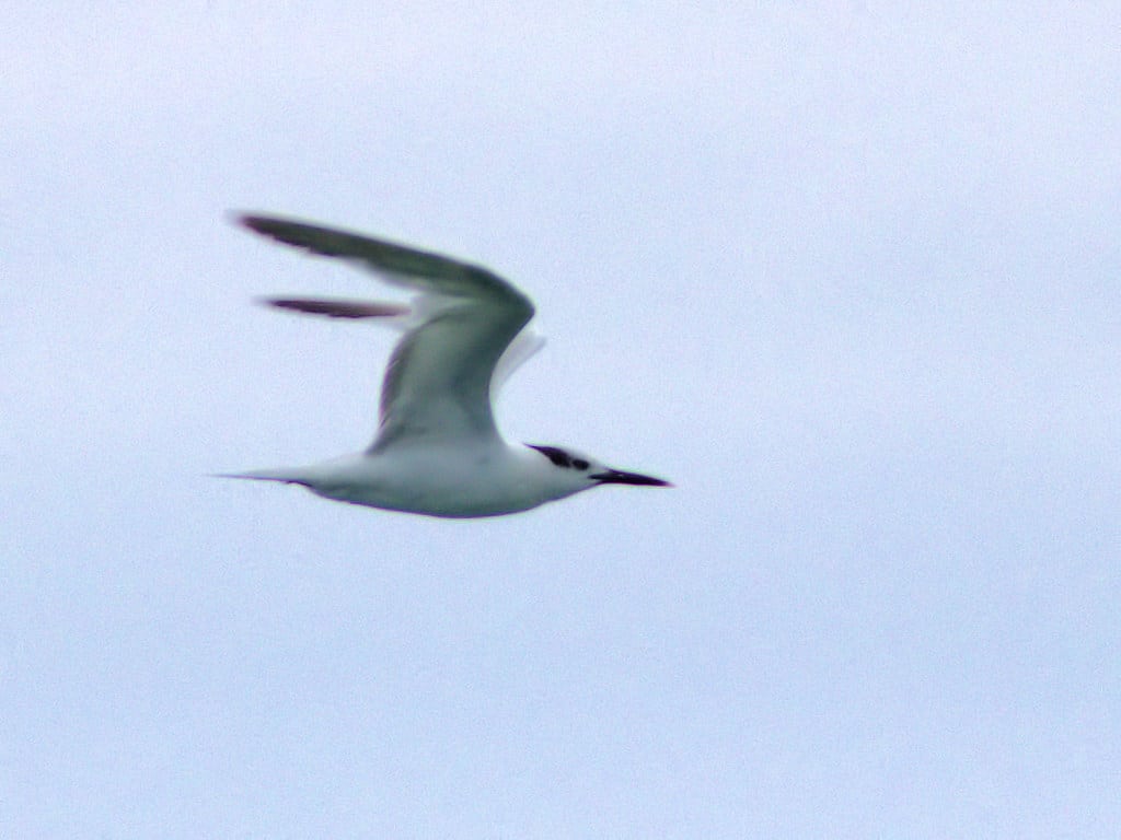 The Sandwich Tern Eagle
