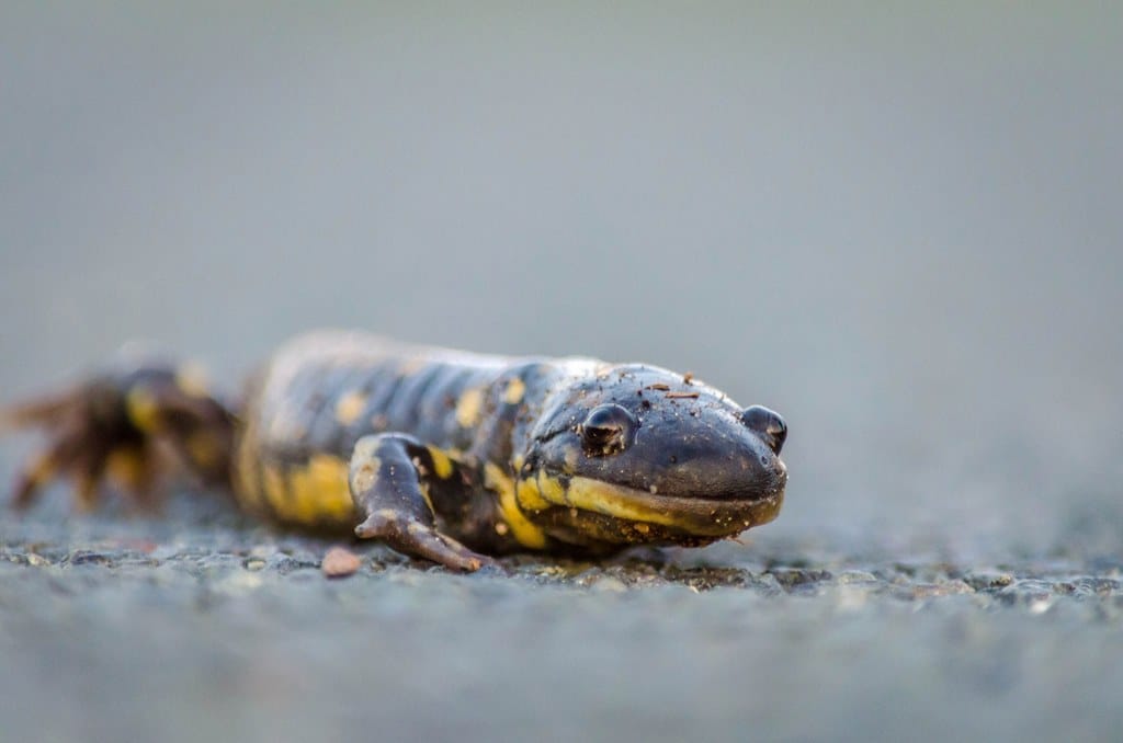 Tiger Salamander - Types of Salamanders to Keep as Pets