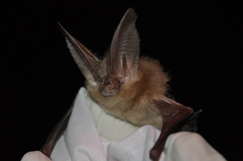 Townsend's Big-eared Bat