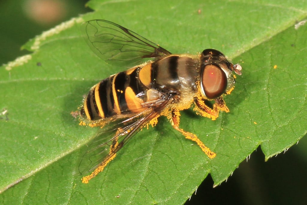 Transverse Flower Fly