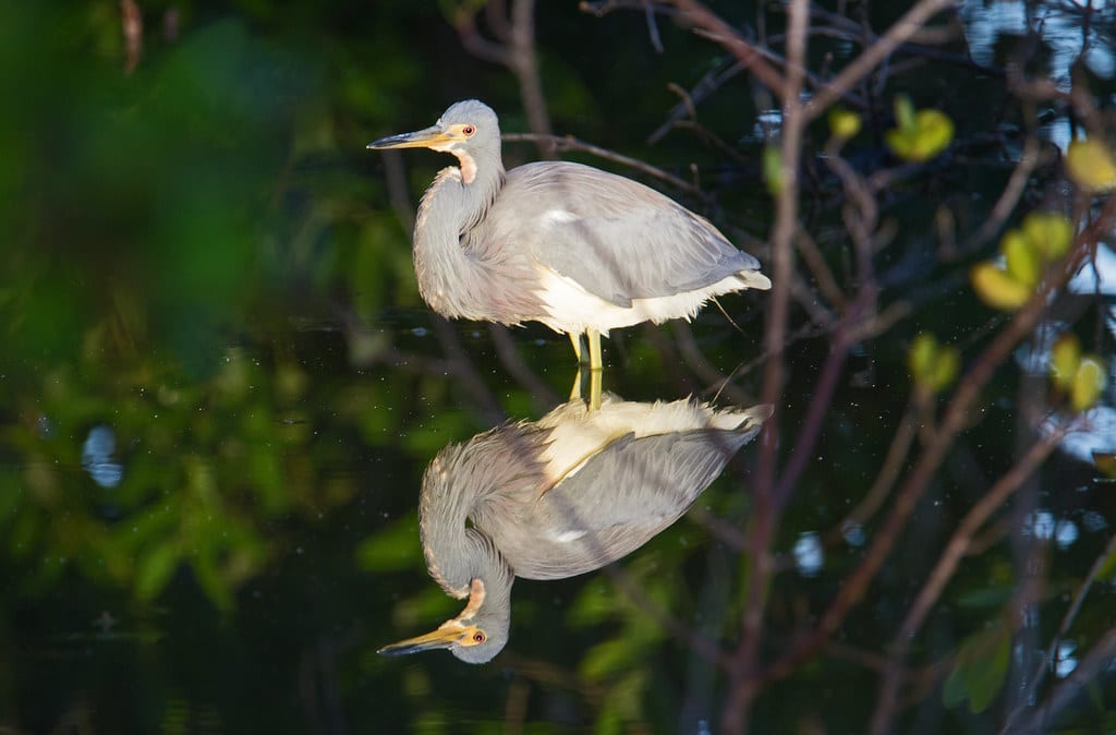 Tricolored Heron