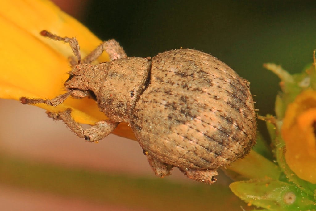 Two-Banded Japanese Weevil