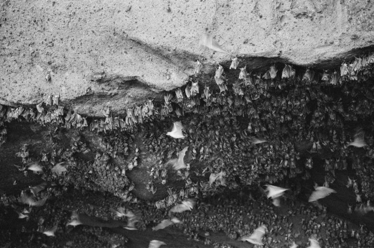 9 Types of Bats in Maryland