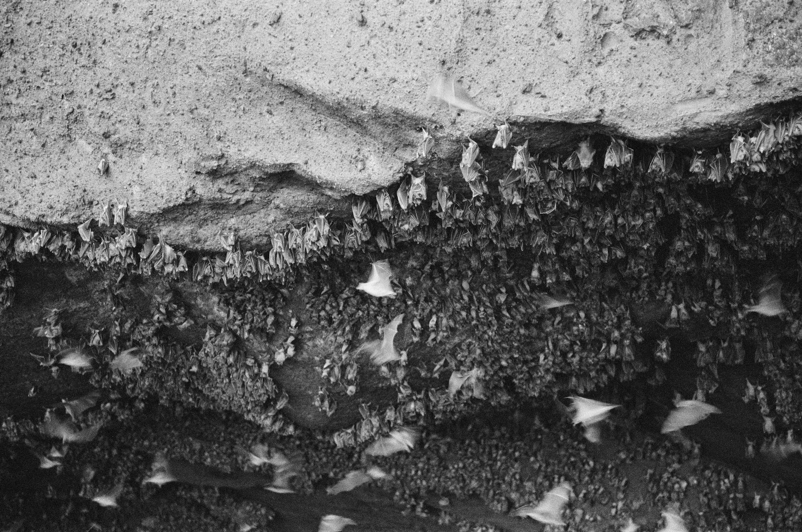 Types of Bats in Maryland