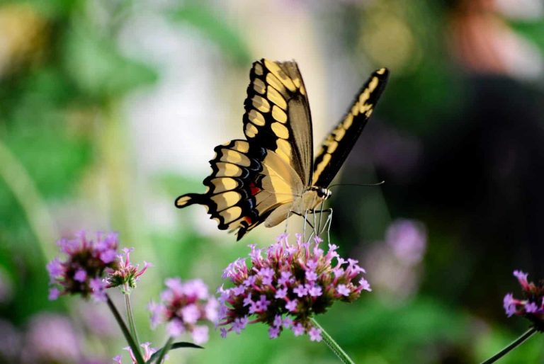31 Types of Butterflies in Maryland