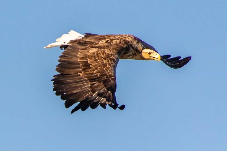 3 Types of Eagles in Texas With Pictures