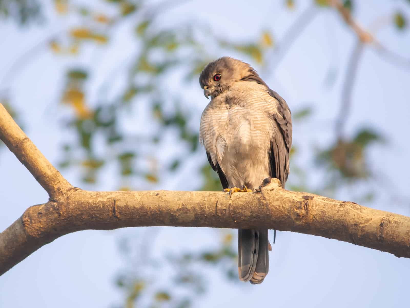 Types of Hawks in Idaho
