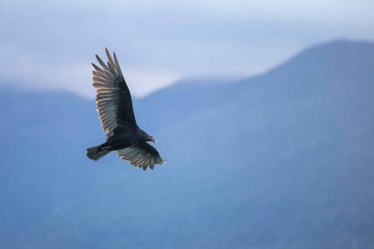 8 Types of Hawks in Kentucky