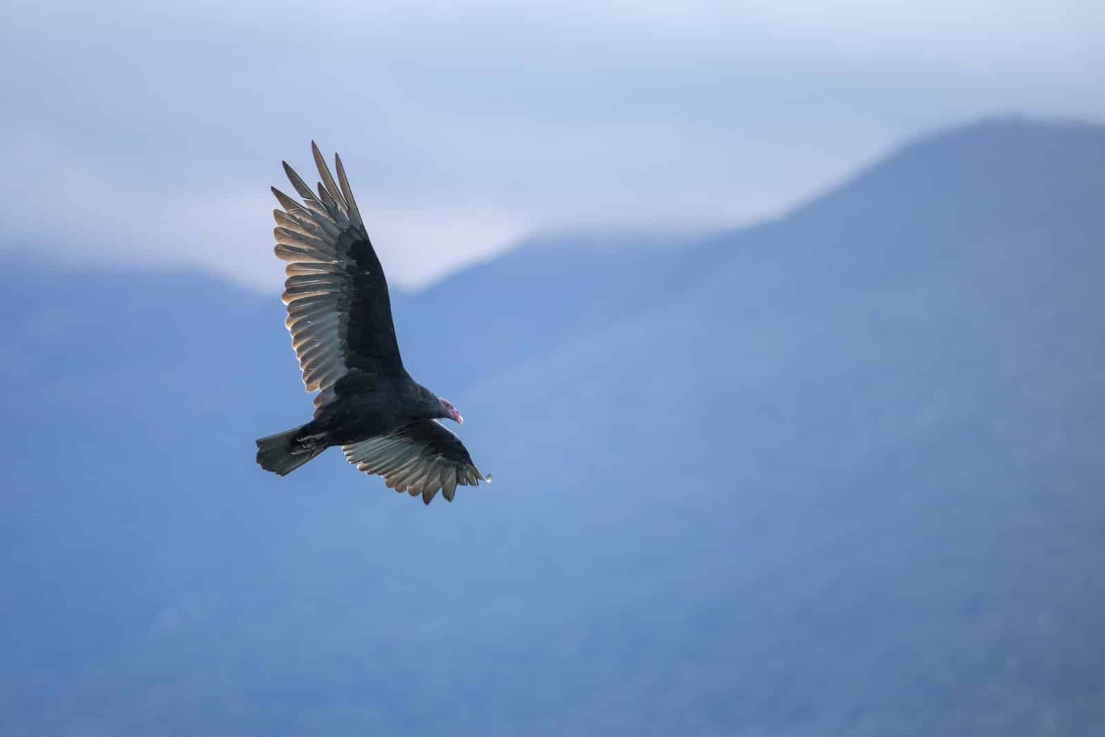 Types of Hawks in Kentucky