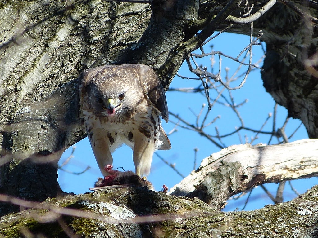 Types of Hawks in Massachusetts