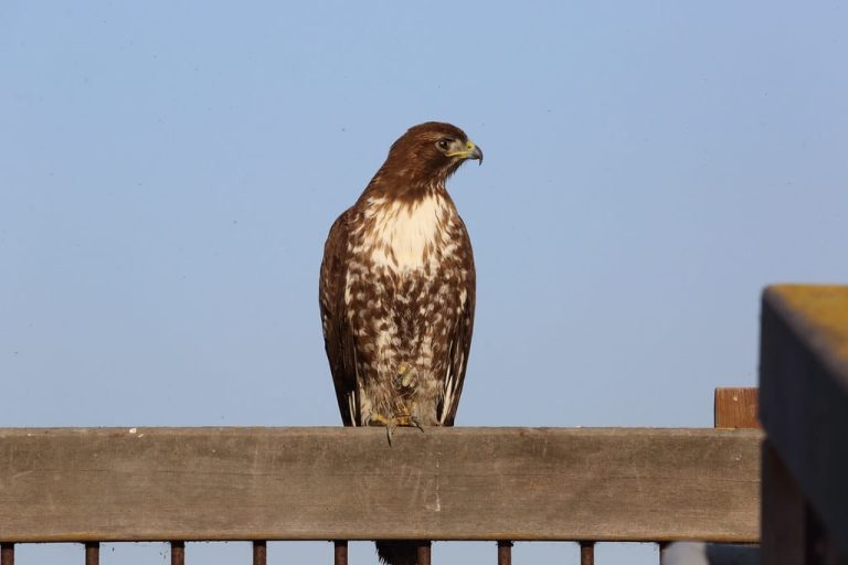 12 Types of Hawks in Washington State