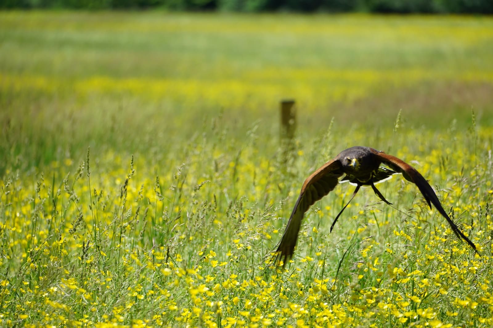 Types of Hawks in Wisconsin