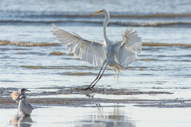 12 Types of Herons in Florida