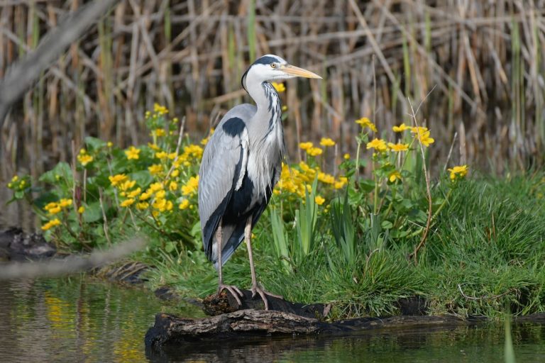 11 Types of Herons in North Carolina