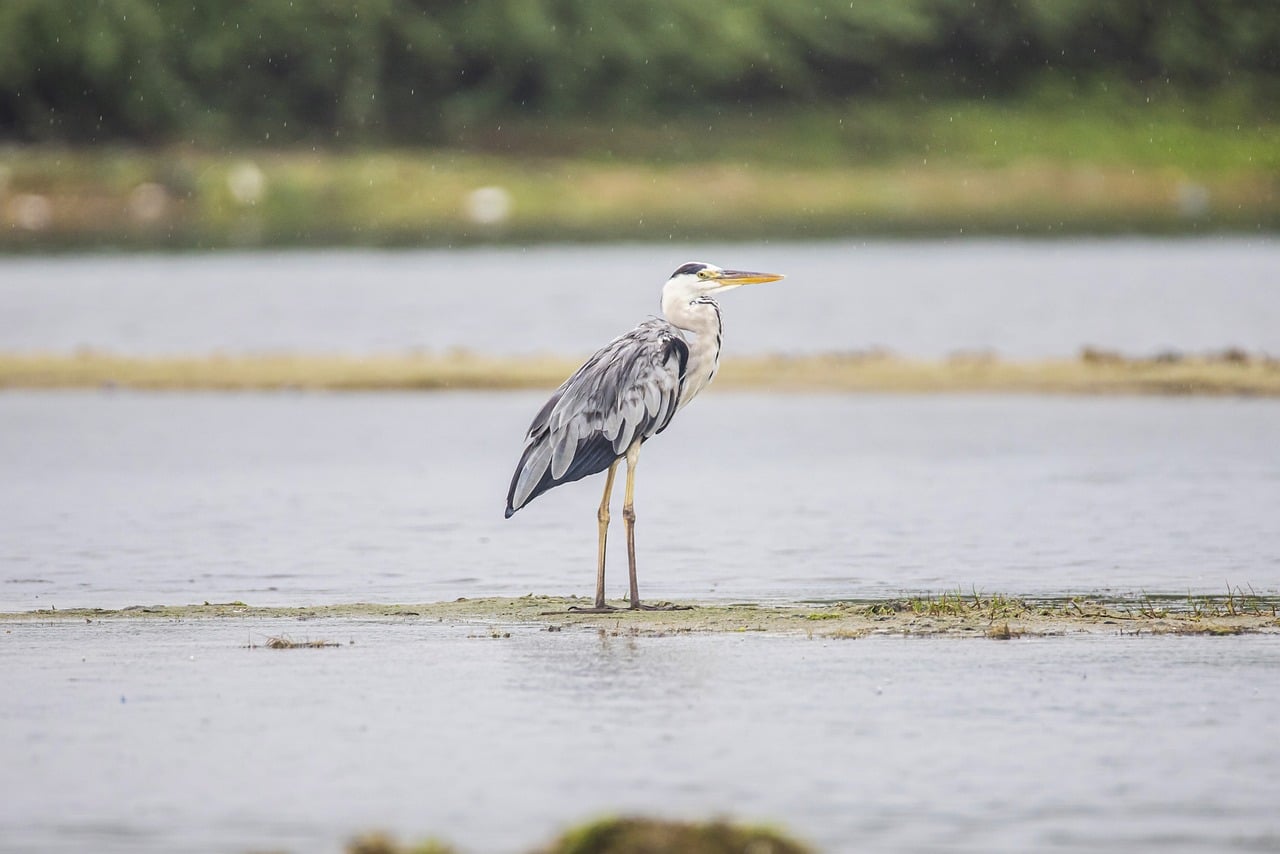 Types of Herons in Texas
