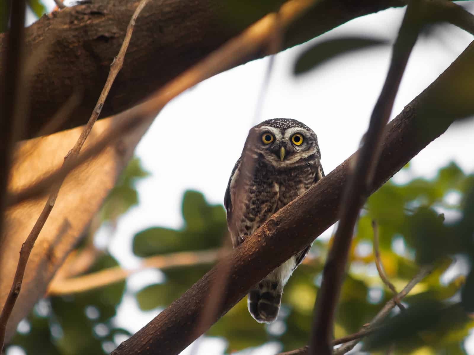 Types of Owls in Connecticut