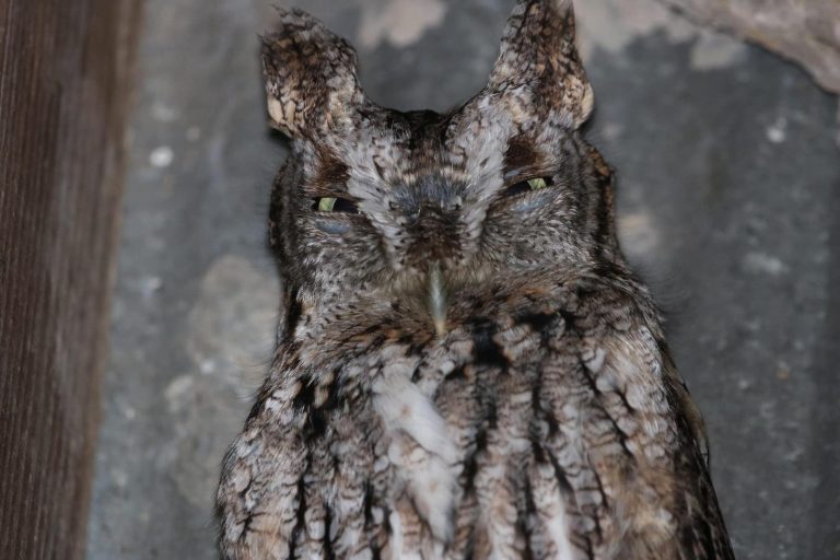 11 Types of Owls in Michigan